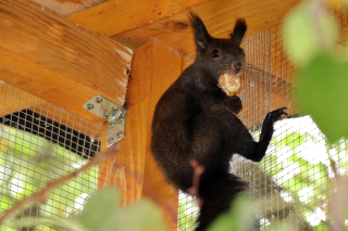 U STROSSMAYEROV PERIVOJ STIGAO VJEVERAC ĐUKA