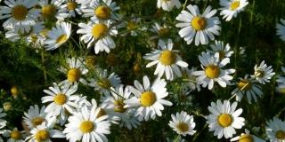 OBAVIJEST O PROGLA&Scaron;ENJU PRIRODNE NEPOGODE - KULTURA KAMILICE