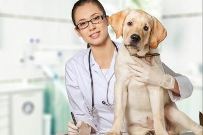 BESPLATNIM MIKROČIPIRANJEM DO SMANJENJA BROJA NAPUŠTENIH PASA