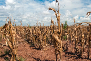 OBAVIJEST O PRIJAVI ŠTETE OD PRIRODNE NEPOGODE - SUŠA