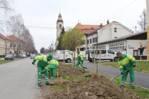 PRIOPĆENJE ZA JAVNOST - UKLANJANJE BREZA NA PODRUČJU GRADA ĐAKOVA